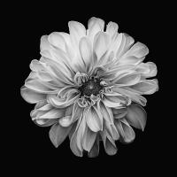 A Dahlia in Bloom at Kew